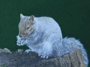 Squirrel 13X10cm November 2014